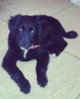 Charley