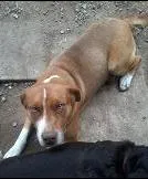 Cachorro raça vira lata idade 4 anos nome Bili