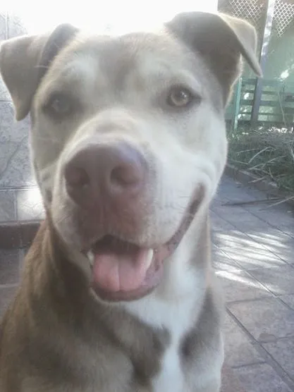 Cachorro ra a indefinida idade 2 anos nome marlon
