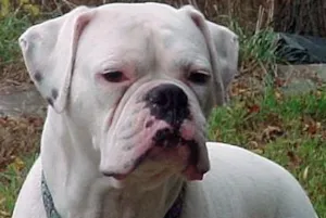 Cachorro raça Boxer idade 2 anos nome Cristal