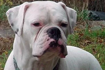 Cachorro ra a Boxer idade 2 anos nome Cristal
