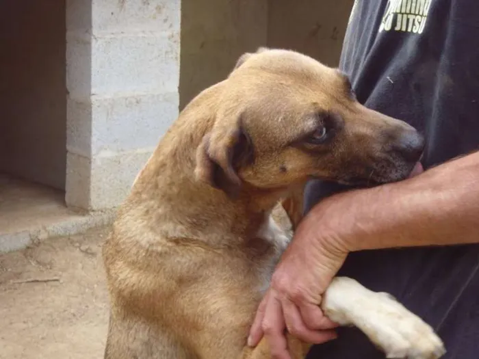 Cachorro raça SRD idade 2 anos nome Garoto