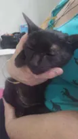Pretinha
