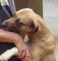 Cachorro raça SRD idade 2 anos nome Garoto