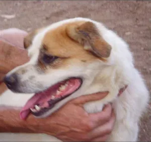 Cachorro raça SRD idade 2 anos nome Leo