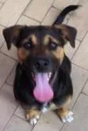 Cachorro raça SRD idade 2 a 6 meses nome ZECK