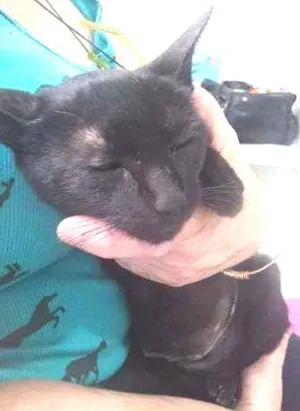Gato raça SRD idade 2 a 6 meses nome Pretinha 