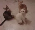 Garfild, Milk e Tig