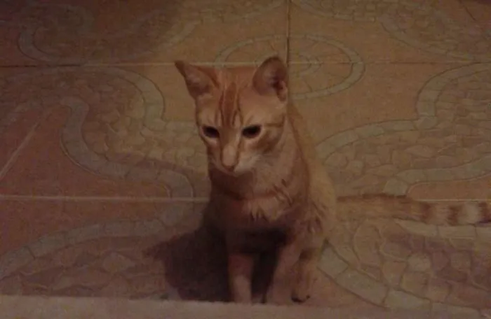 Gato raça SRD idade 7 a 11 meses nome Garfild, Milk e Tig