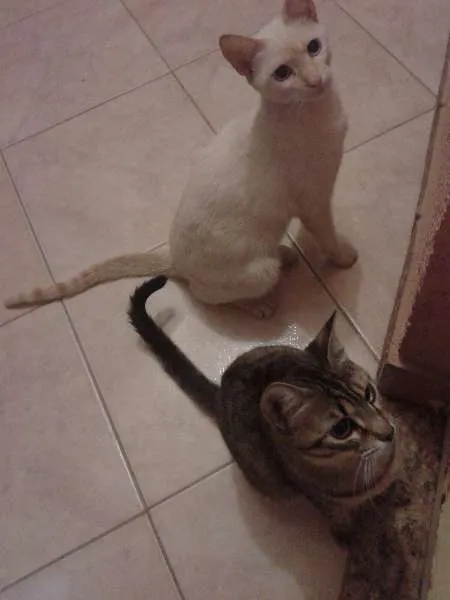 Gato raça SRD idade 7 a 11 meses nome Garfild, Milk e Tig