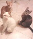 Garfild, Milk e Tig