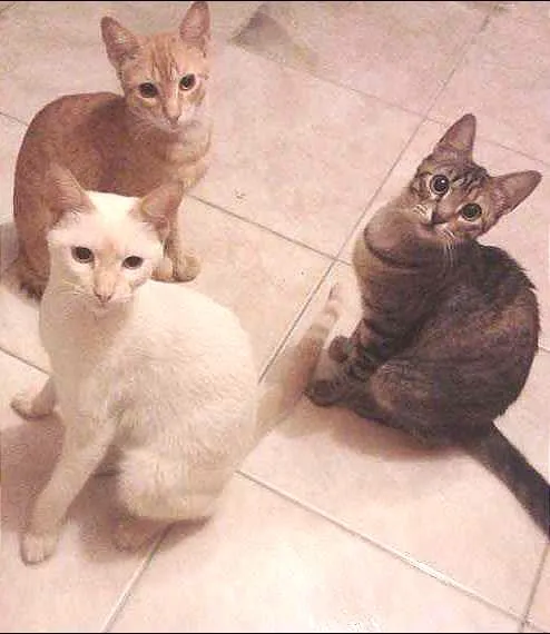 Gato raça SRD idade 7 a 11 meses nome Garfild, Milk e Tig