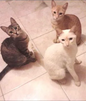 Gato raça SRD idade 7 a 11 meses nome Garfild, Milk e Tig
