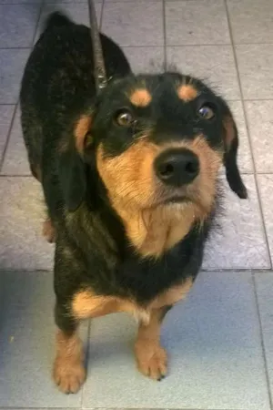 Cachorro raça SRD idade 1 ano nome Lila