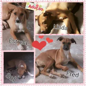 Cachorro raça  idade 2 a 6 meses nome linda, fred, estrel