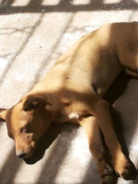 Cachorro raça  idade 2 a 6 meses nome linda, fred, estrel