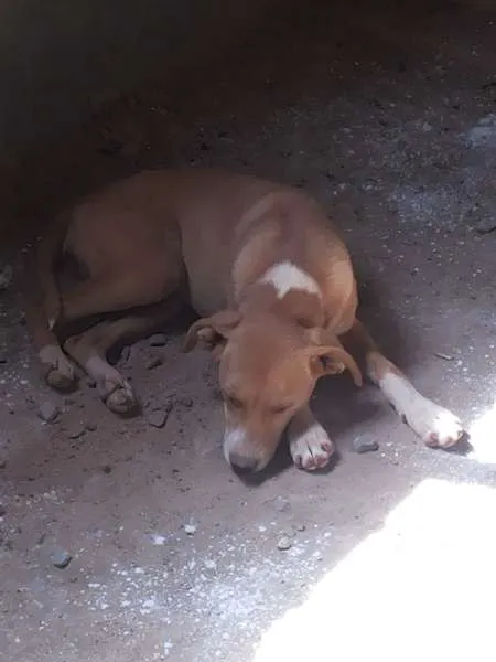 Cachorro raça  idade 2 a 6 meses nome linda, fred, estrel