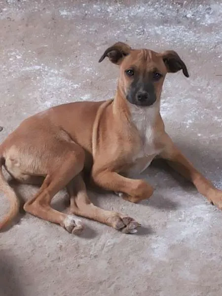 Cachorro raça  idade 2 a 6 meses nome linda, fred, estrel