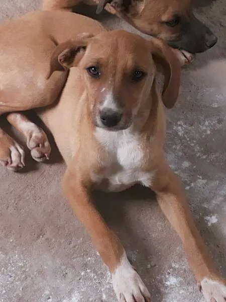 Cachorro raça  idade 2 a 6 meses nome linda, fred, estrel