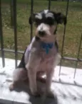 Phoebe (Fibi)