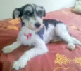 Phoebe (Fibi)