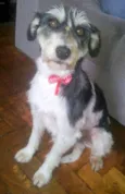 Phoebe (Fibi)