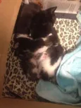 Babies