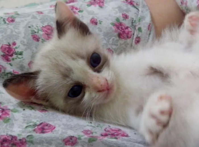 Gato raça SRD idade Abaixo de 2 meses nome Brigitte