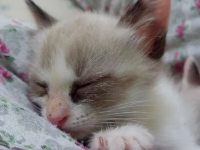 Gato raça SRD idade Abaixo de 2 meses nome Brigitte