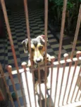 Pequeno