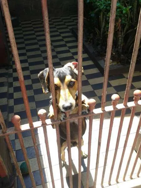 Cachorro ra a SRD idade 2 anos nome Pequeno