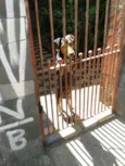 Pequeno