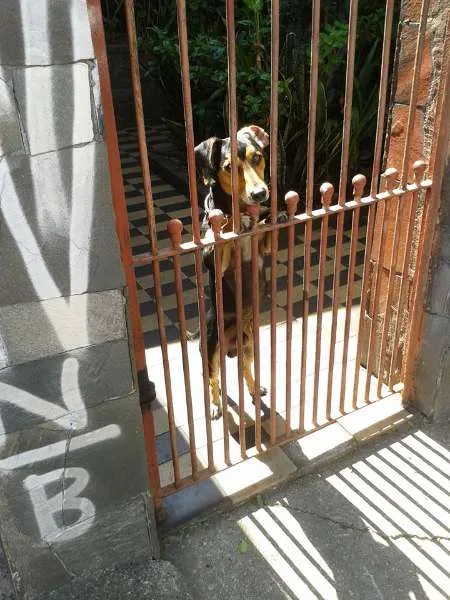 Cachorro ra a SRD idade 2 anos nome Pequeno