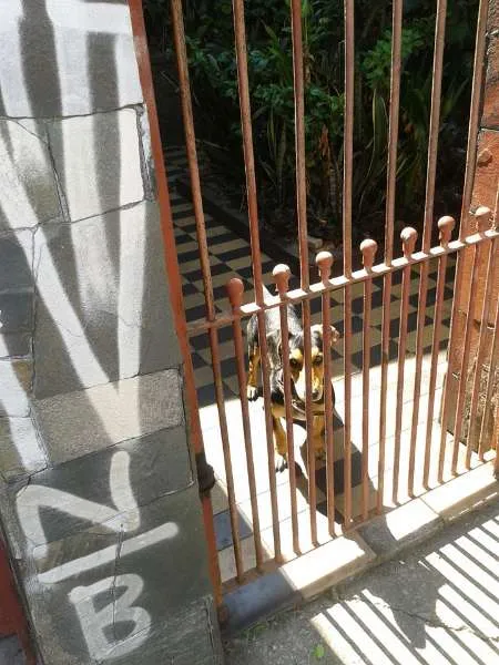 Cachorro ra a SRD idade 2 anos nome Pequeno