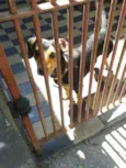 Pequeno