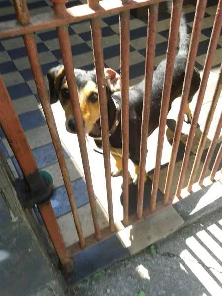 Cachorro ra a SRD idade 2 anos nome Pequeno