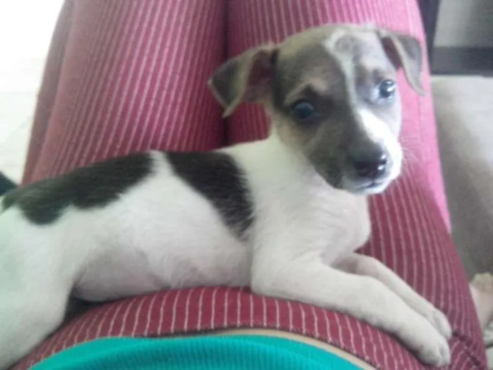 Cachorro raça SRD idade 2 a 6 meses nome Kika