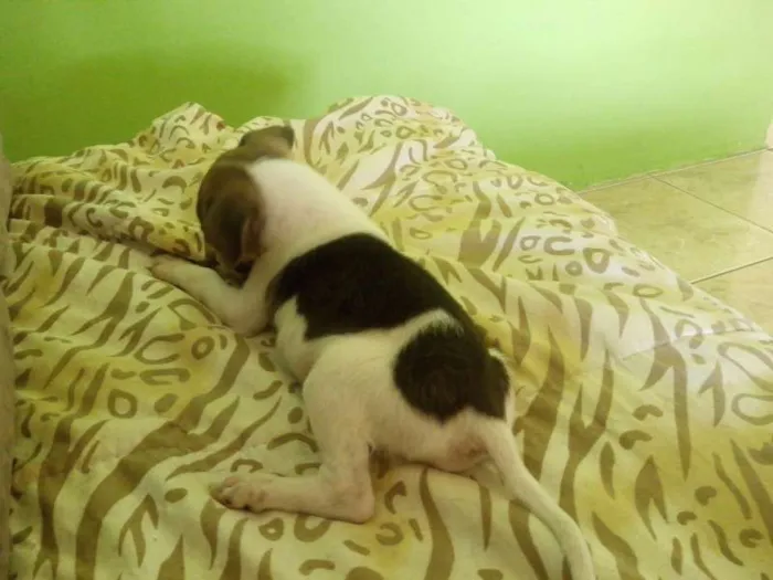 Cachorro raça SRD idade 2 a 6 meses nome Kika