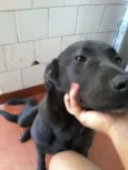 Cachorro raça SRD idade 1 ano nome Lola