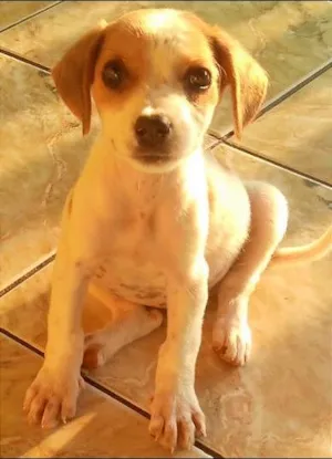 Cachorro raça SRD idade 2 a 6 meses nome Jully
