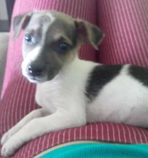 Cachorro raça SRD idade 2 a 6 meses nome Kika