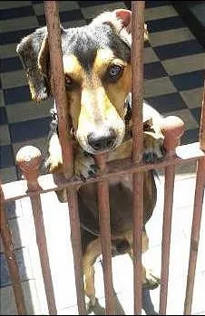 Cachorro ra a SRD idade 2 anos nome Pequeno