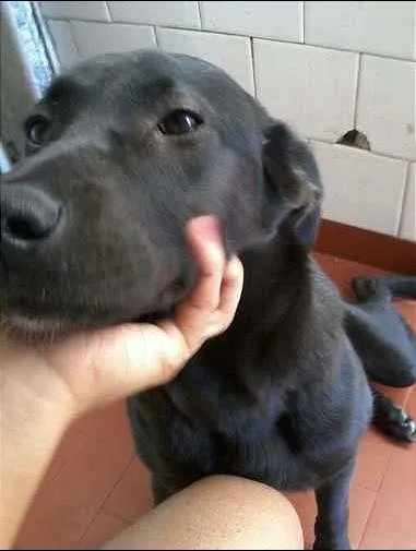 Cachorro raça SRD idade 1 ano nome Lola