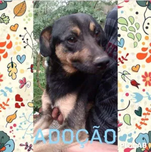 Cachorro raça SRD idade 1 ano nome Tobby