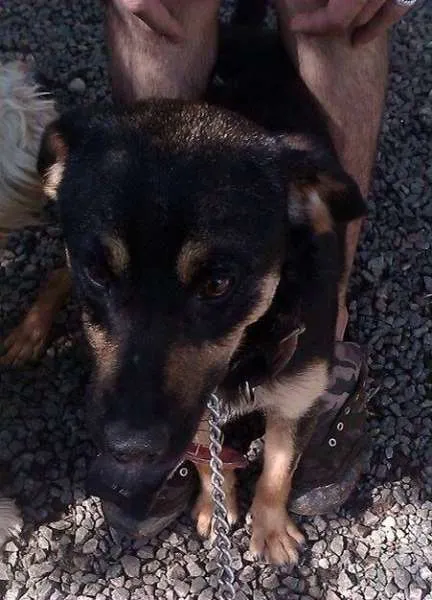 Cachorro ra a SRD idade 1 ano nome Tobby