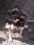 Tobby