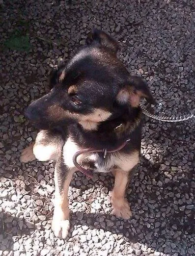 Cachorro ra a SRD idade 1 ano nome Tobby