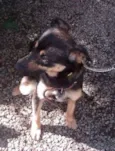 Tobby