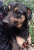 Tobby