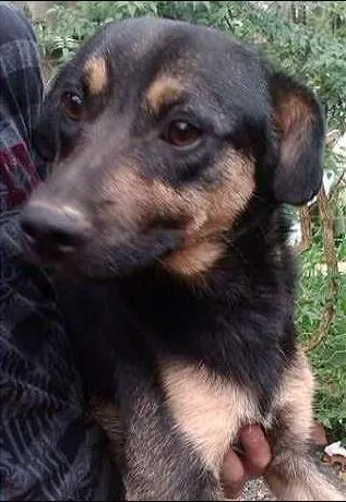 Cachorro ra a SRD idade 1 ano nome Tobby